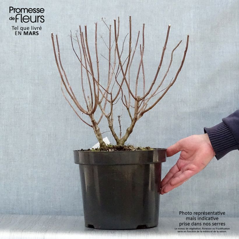 Hortensia paniculata Pastelgreen - Hydrangea paniculata Maceta 7,5L/10L Ejemplar entregado en la primavera