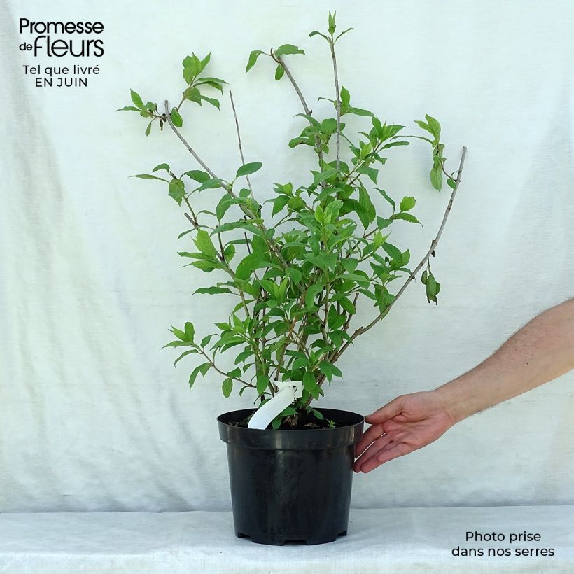 Ejemplar de Hortensia paniculata Phantom - Hydrangea Maceta 7,5L/10LAltura de entrega aprox. 40/50cm entregado en verano