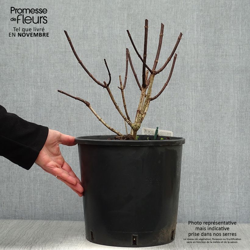 Ejemplar de Hortensia paniculata Pinky Winky - Hydrangea paniculata Maceta 12L/15L entregado en otoño