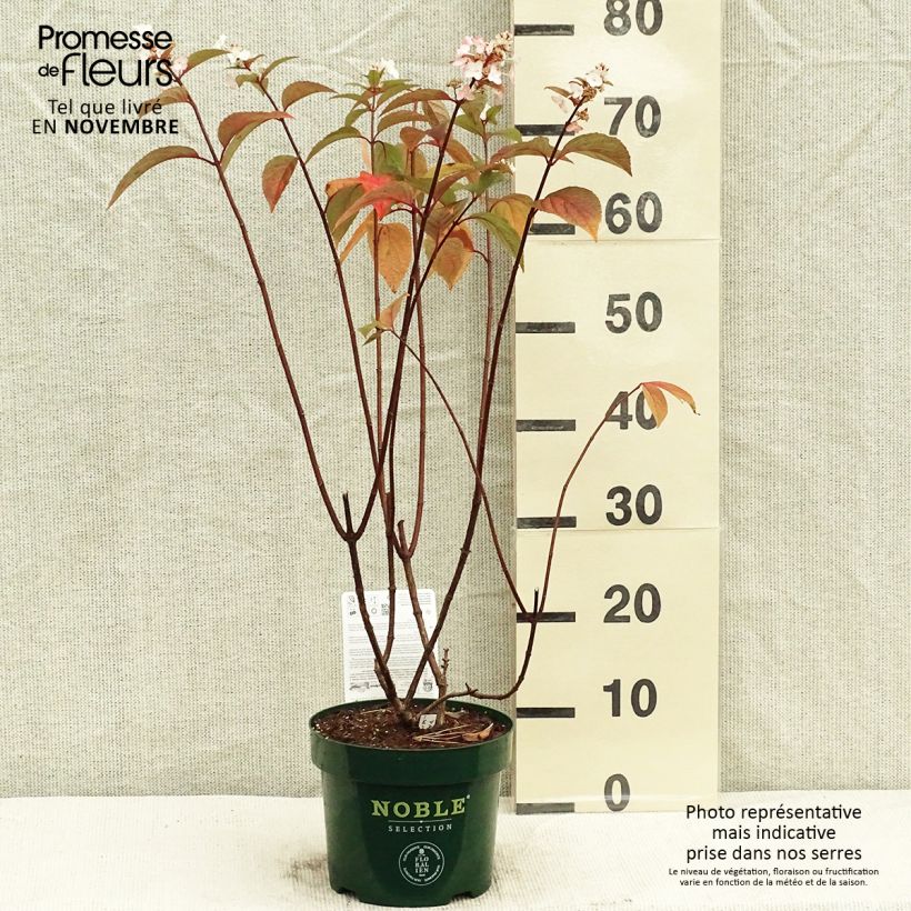 Ejemplar de Hortensia paniculata Pinky Winky - Hydrangea paniculata Maceta 3L/4L entregado en otoño