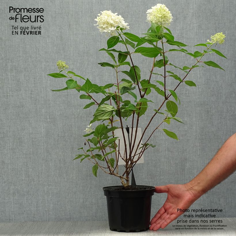 Ejemplar de Hortensia paniculata Silver Dollar - Hydrangea paniculata Maceta 3L/4L entregado en otoño
