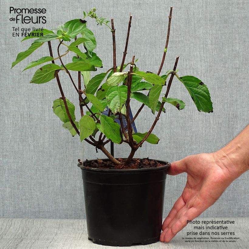 Ejemplar de Hortensia paniculata Skyfall - Hydrangea paniculata Maceta 3L/4L entregado en otoño