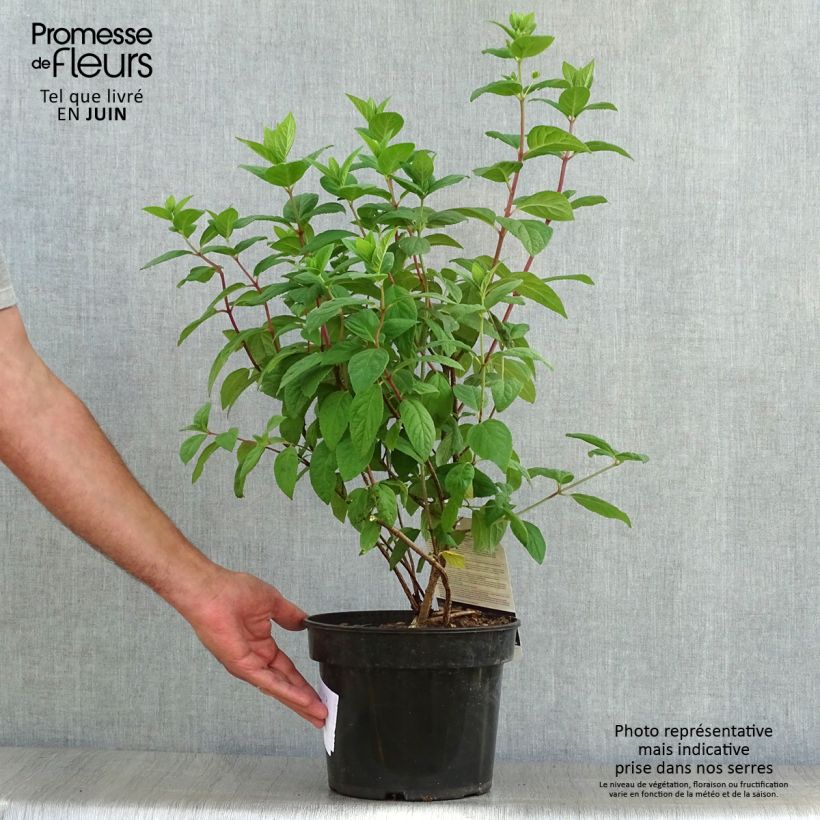 Ejemplar de Hortensia paniculata White Diamond - Hydrangea paniculata Maceta 3L/4L entregado en verano