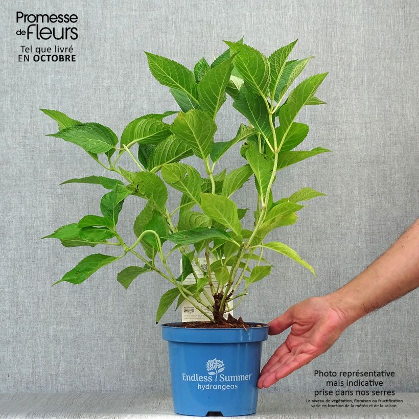 Ejemplar de Hortensia paniculata Wim's Red - Hydrangea paniculata Maceta 3L/4L entregado en otoño