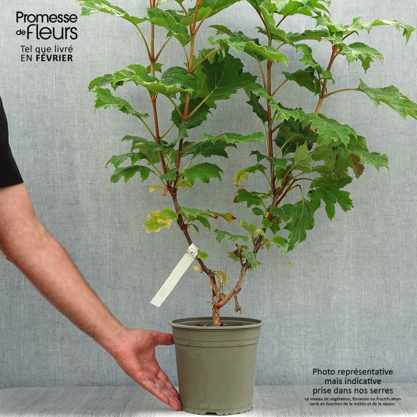 Ejemplar de Hortensia quercifolia Applause - Hortensia de hoja de roble Maceta 4L/5L entregado en otoño