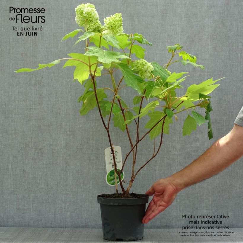 Ejemplar de Hortensia quercifolia Harmony - Hortensia de hoja de roble Maceta 2L/3L entregado en verano