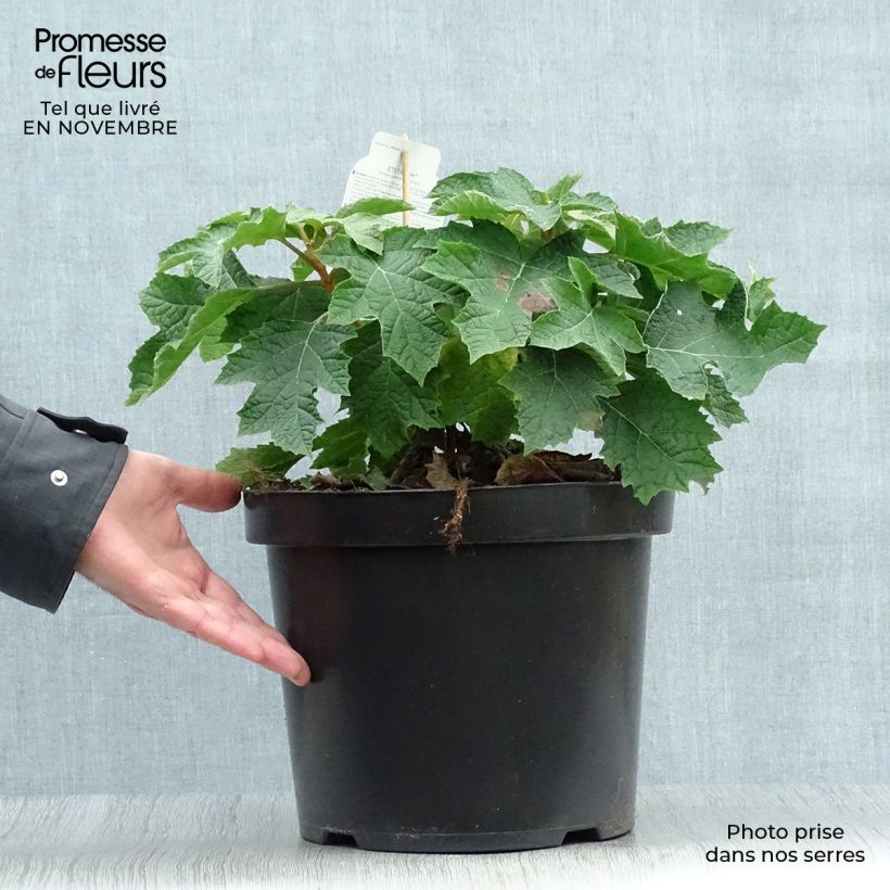 Ejemplar de Hortensia quercifolia Jetstream - Hortensia de hoja de roble Maceta 6L/7L entregado en otoño