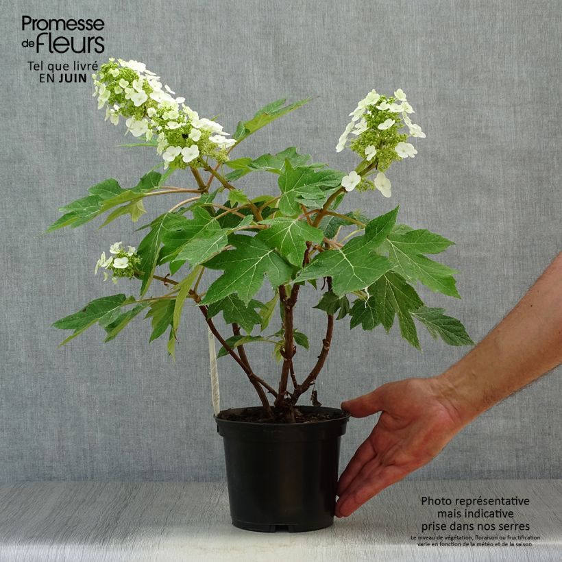 Ejemplar de Hortensia quercifolia Munchkin - Hortensia de hoja de roble Maceta 2L/3L entregado en verano