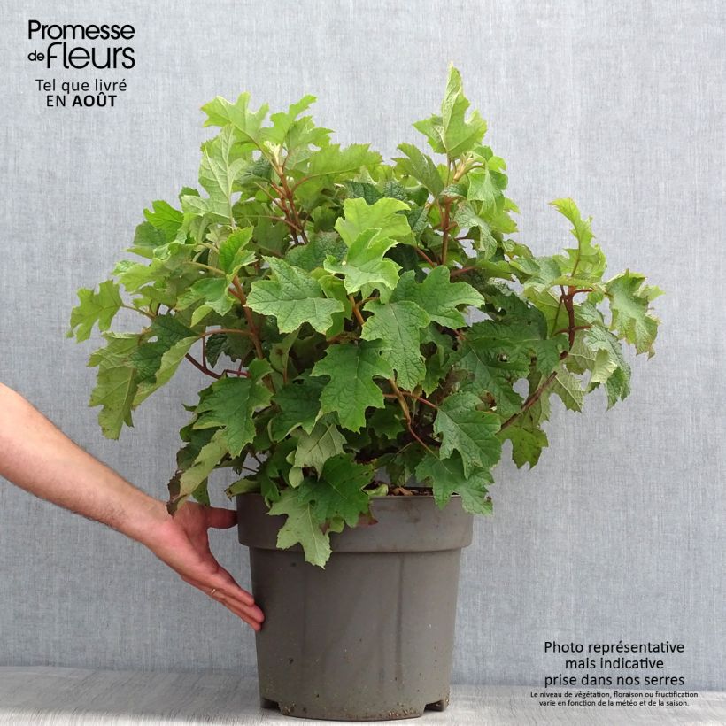Ejemplar de Hortensia quercifolia Ruby Slippers - Hortensia de hoja de roble Maceta 7,5L/10L entregado en verano