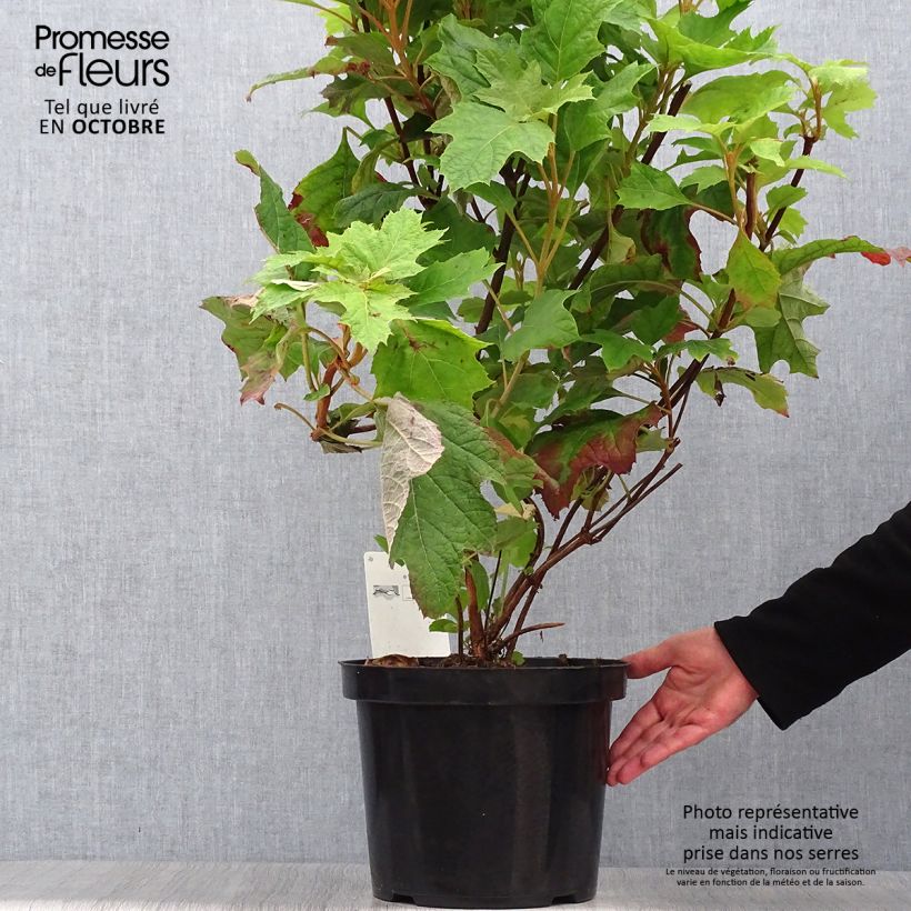 Ejemplar de Hortensia quercifolia Snow Queen - Hortensia de hoja de roble Maceta 4L/5L entregado en otoño