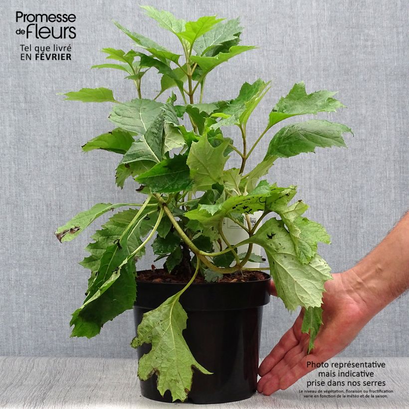 Ejemplar de Hortensia quercifolia Snow Queen - Hortensia de hoja de roble Maceta 2L/3L entregado en otoño