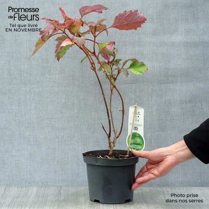 Ejemplar de Hortensia quercifolia Snowflake - Hortensia de hoja de roble Maceta 3L/4L entregado en otoño