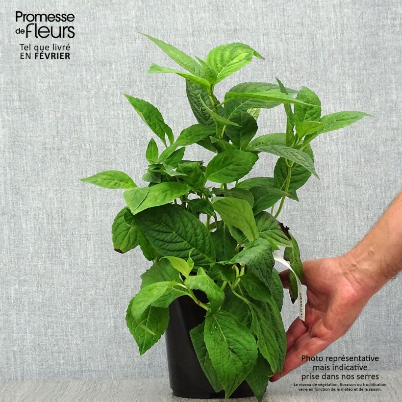Ejemplar de Hortensia serrata Cap Sizun - Hydrangea Maceta 2L/3L entregado en otoño