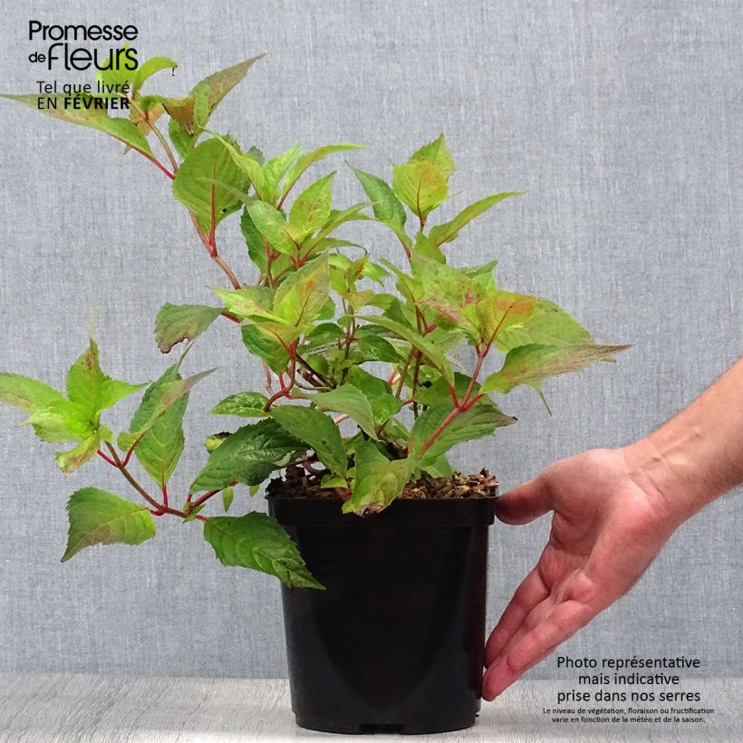Ejemplar de Hortensia serrata Graciosa - Hydrangea Maceta 2L/3L entregado en otoño