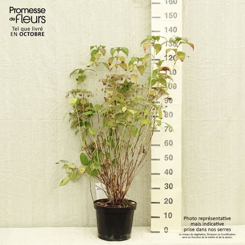 Ejemplar de Hortensia serrata Intermedia - Hydrangea Maceta 7,5L/10L entregado en otoño