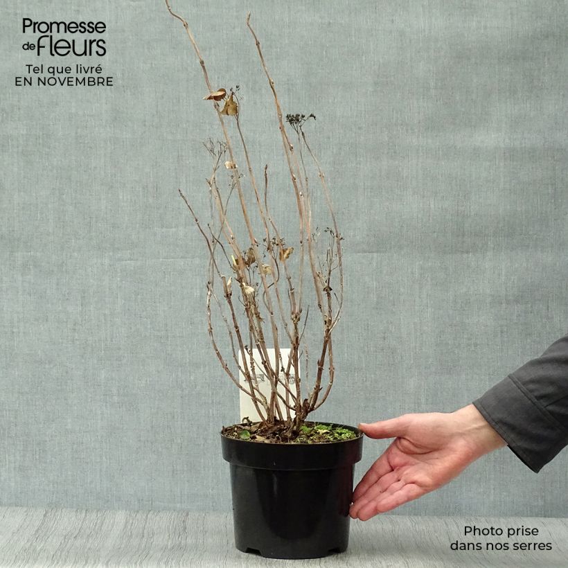 Ejemplar de Hortensia serrata Intermedia - Hydrangea Maceta 2L/3L entregado en otoño