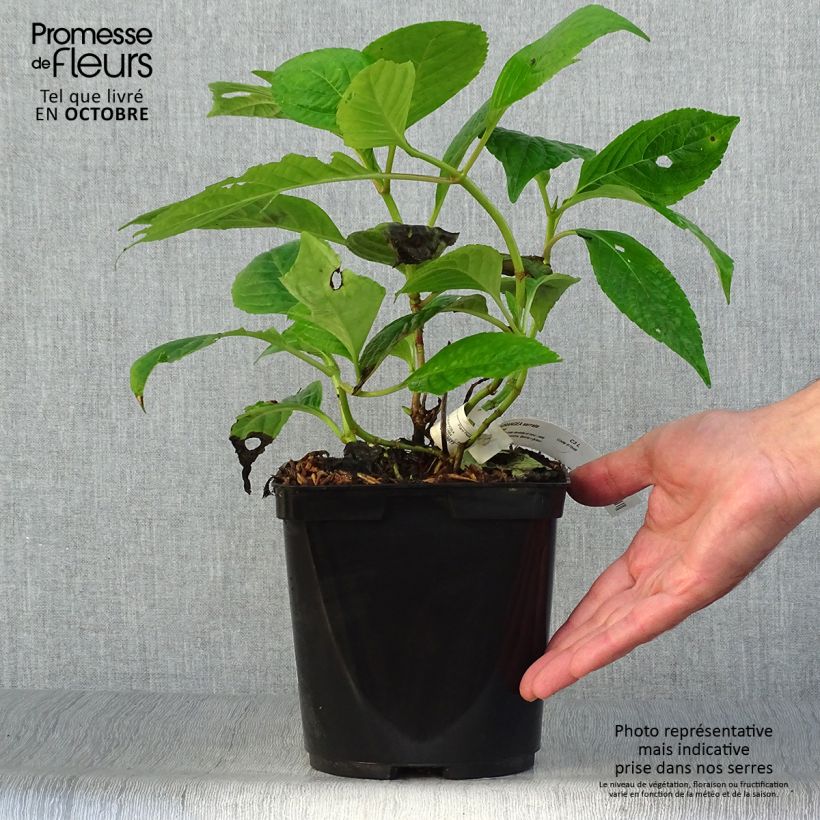 Ejemplar de Hortensia serrata Klaveren - Hydrangea Maceta 2L/3L entregado en otoño