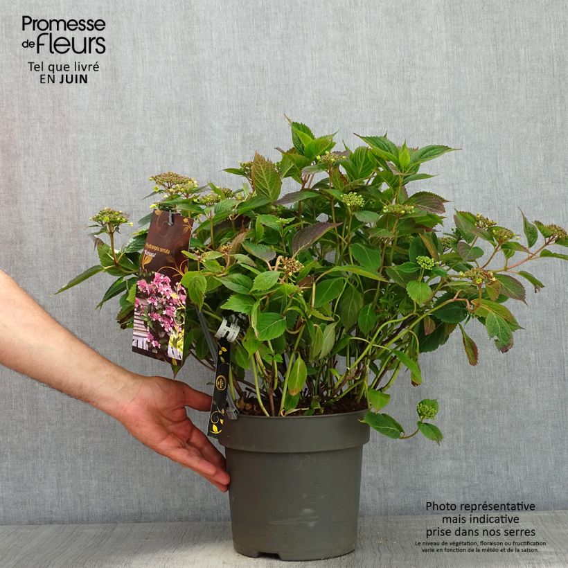 Hortensia serrata Koreana - Hydrangea Maceta 6L/7L Ejemplar entregado en la primavera