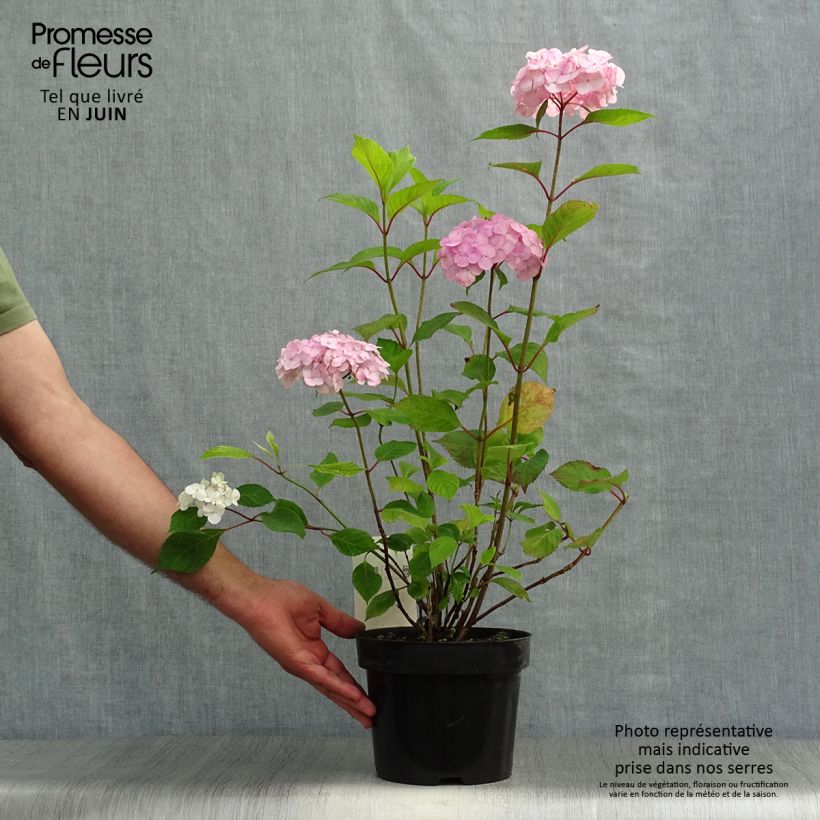 Ejemplar de Hortensia serrata Precioza - Hydrangea Maceta 2L/3L entregado en verano