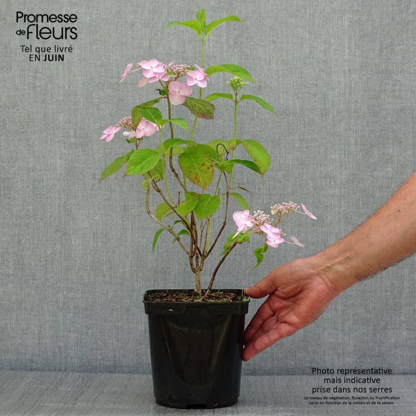 Ejemplar de Hortensia serrata Shojo - Hydrangea Maceta 2L/3L entregado en verano