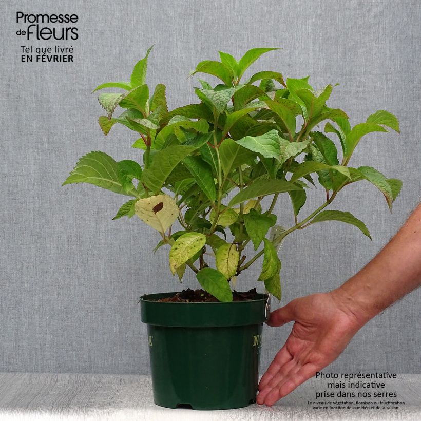 Ejemplar de Hortensia serrata Veerle - Hydrangea Maceta 3L/4L entregado en otoño