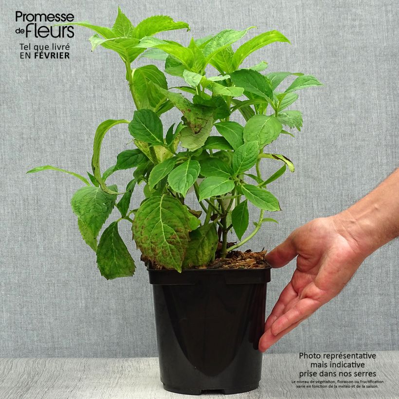 Ejemplar de Hortensia serrata Vicomte de Kerlot - Hydrangea Maceta 2L/3L entregado en otoño