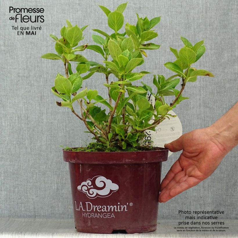 Hortensia macrophylla L.A Dreamin - Hydrangea Maceta 4L/5L Ejemplar entregado en la primavera