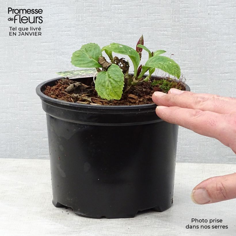 Hortensia macrophylla Magical Harmony - Hydrangea Maceta 2L/3L Ejemplar entregado en invierno