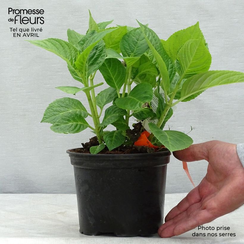 Hortensia macrophylla Magical Harmony - Hydrangea Maceta 2L/3LAltura de entrega aprox. 10/20cm Ejemplar entregado en la primavera