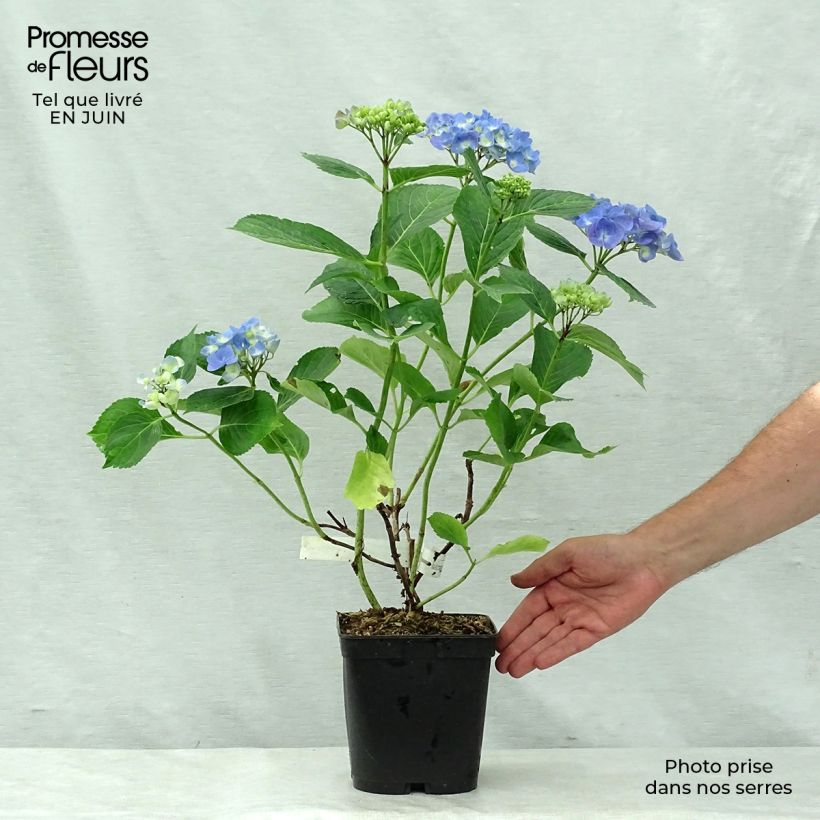 Ejemplar de Hortensia macrophylla Mathilde Gutges - Hydrangea Maceta 2L/3L entregado en verano
