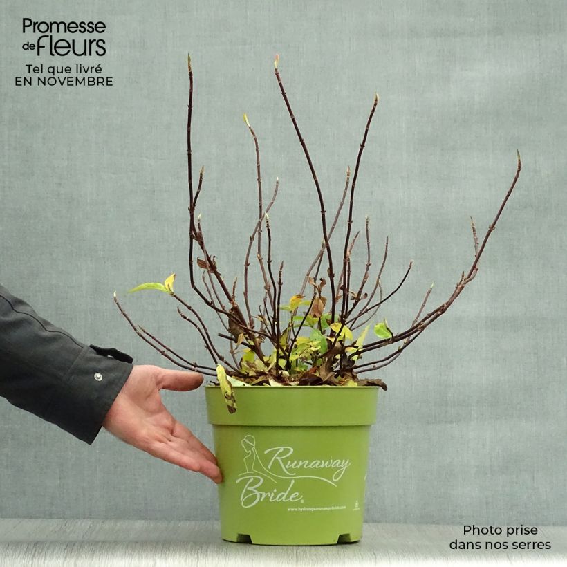 Ejemplar de Hortensia Runaway Bride - Hydrangea Maceta 6L/7L entregado en otoño