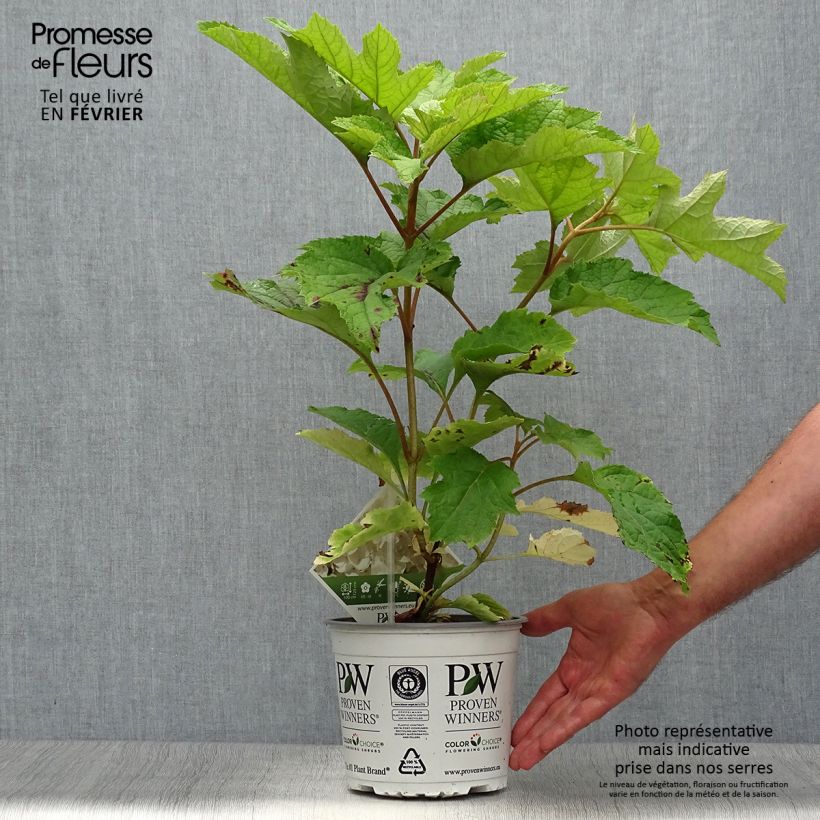 Ejemplar de Hortensia quercifolia Gatsby Moon - Hortensia de hoja de roble Maceta 2L/3L entregado en otoño