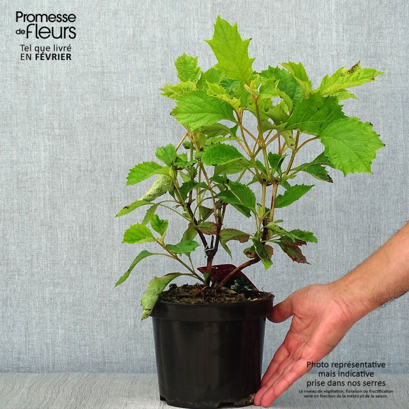 Ejemplar de Hortensia quercifolia Sike's Dwarf - Hortensia de hoja de roble Maceta 2L/3L entregado en otoño