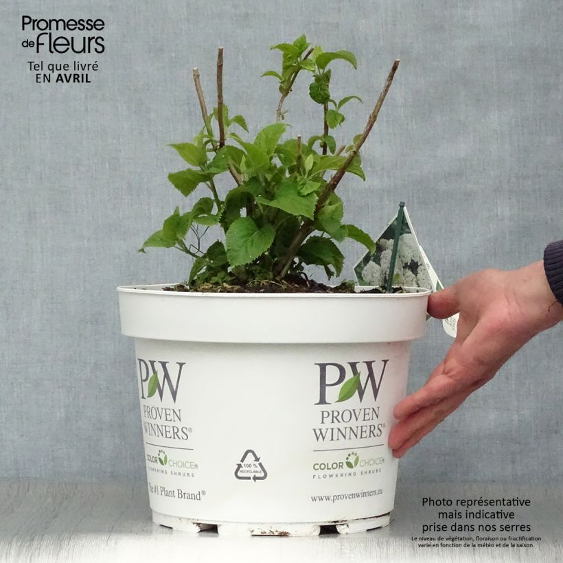 Hortensia arborescens BellaRagazza Blanchetta Pot de 7,5L/10L Ejemplar entregado en la primavera