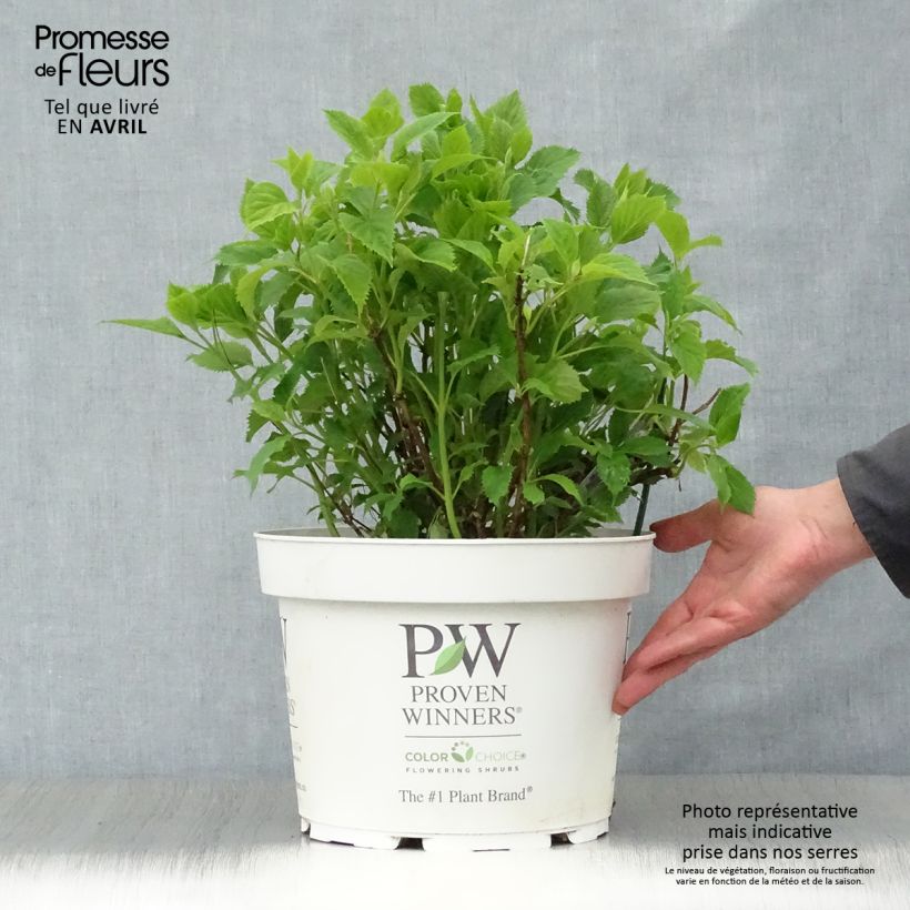 Hortensia arborescens BellaRagazza Limetta Pot de 4L/5L Ejemplar entregado en la primavera
