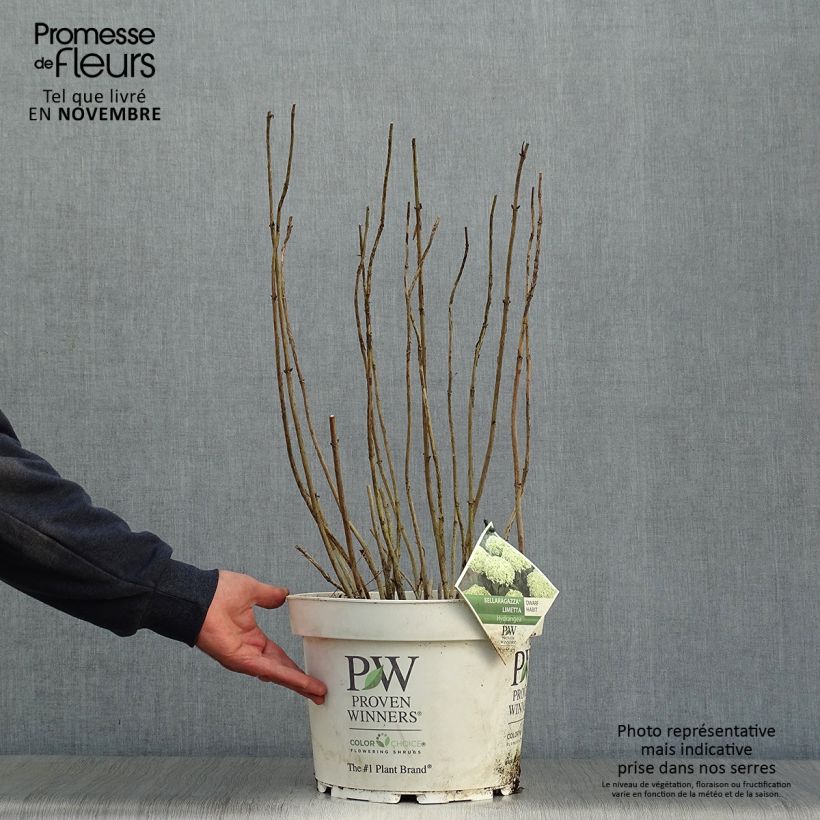 Ejemplar de Hortensia arborescens BellaRagazza Limetta Maceta 4L/5L entregado en otoño