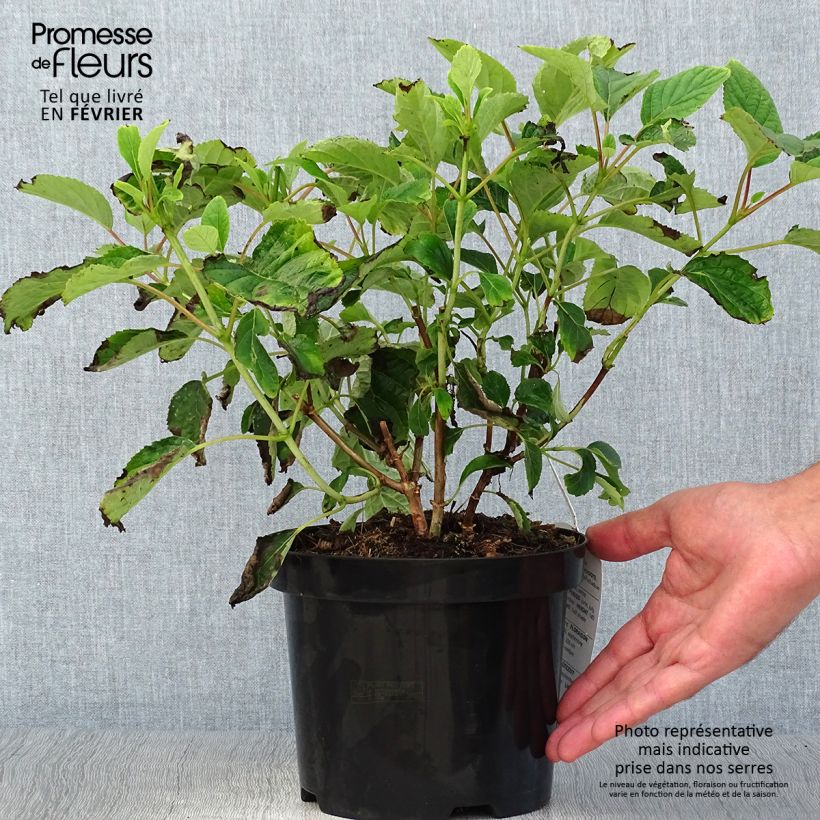 Ejemplar de Hortensia arborescens Hills Of Snow Maceta 2L/3L entregado en otoño