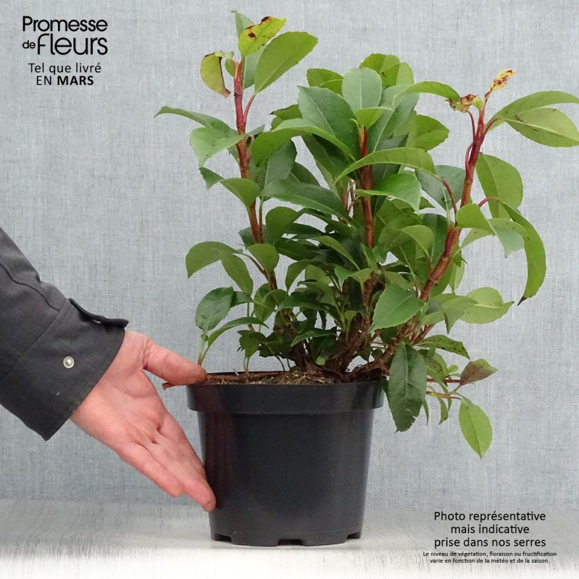 Hortensia Semiola - Hydrangea Maceta 2L/3LAltura de entrega aprox. 30/40cm Ejemplar entregado en la primavera