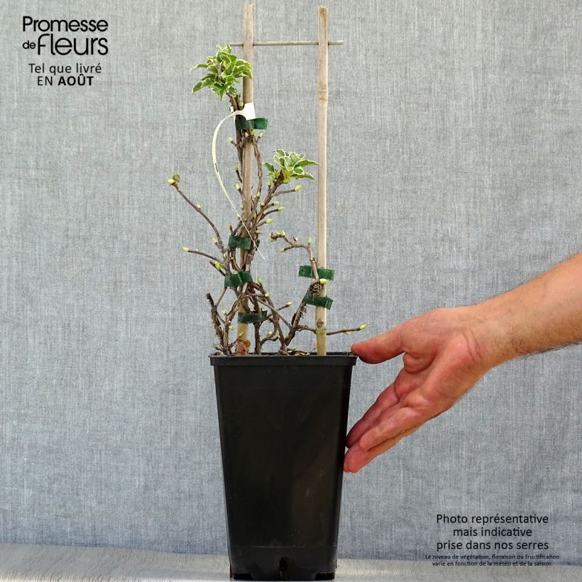 Ejemplar de Hortensia anomala var. petiolaris Silver Lining - Hortensia trepadora Maceta 2L/3L entregado en verano