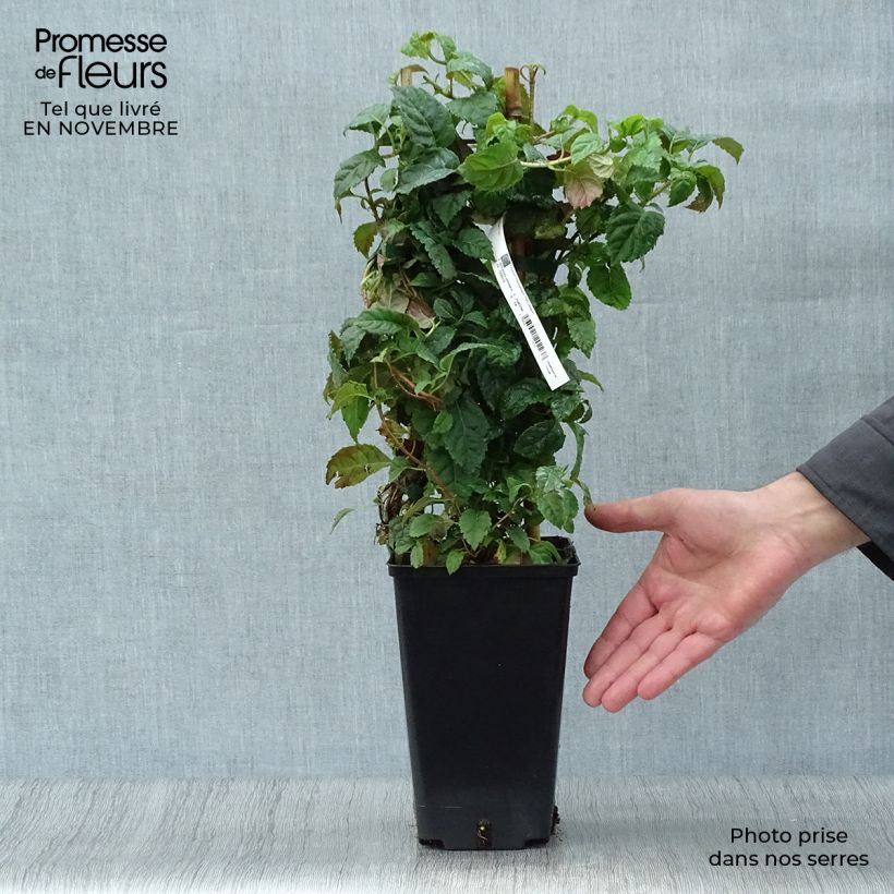 Ejemplar de Hortensia anomala var. petiolaris Winter Surprise - Hortensia trepadora Maceta 2L/3L entregado en otoño