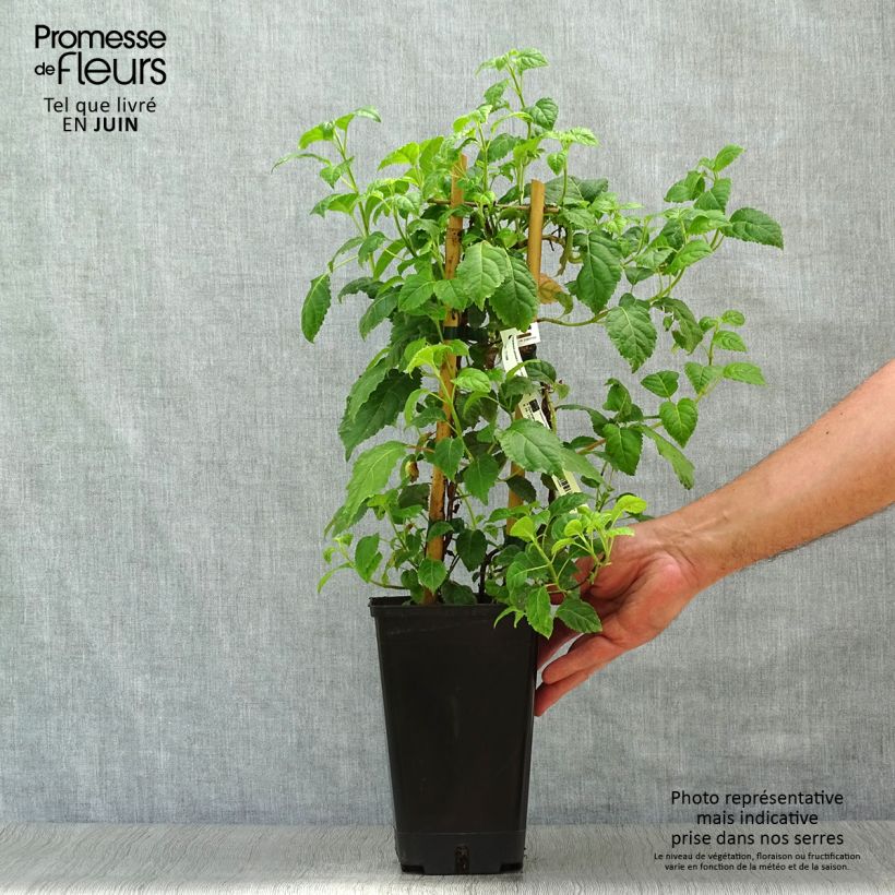 Ejemplar de Hortensia anomala var. petiolaris Winter Surprise - Hortensia trepadora Maceta 2L/3LAltura de entrega aprox. 30/40cm entregado en verano