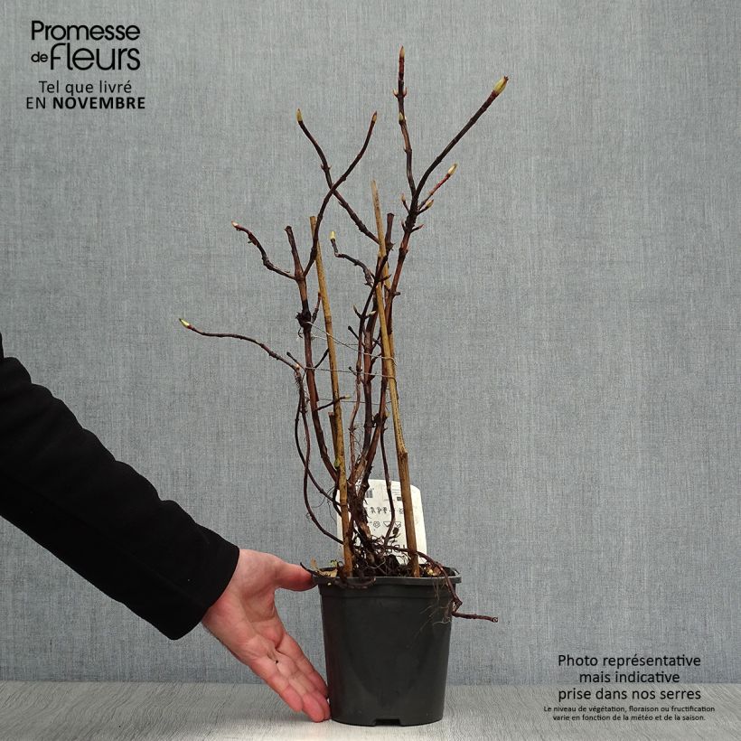 Ejemplar de Hortensia anomala var. petiolaris - Hortensia trepadora Maceta 2L/3L entregado en otoño