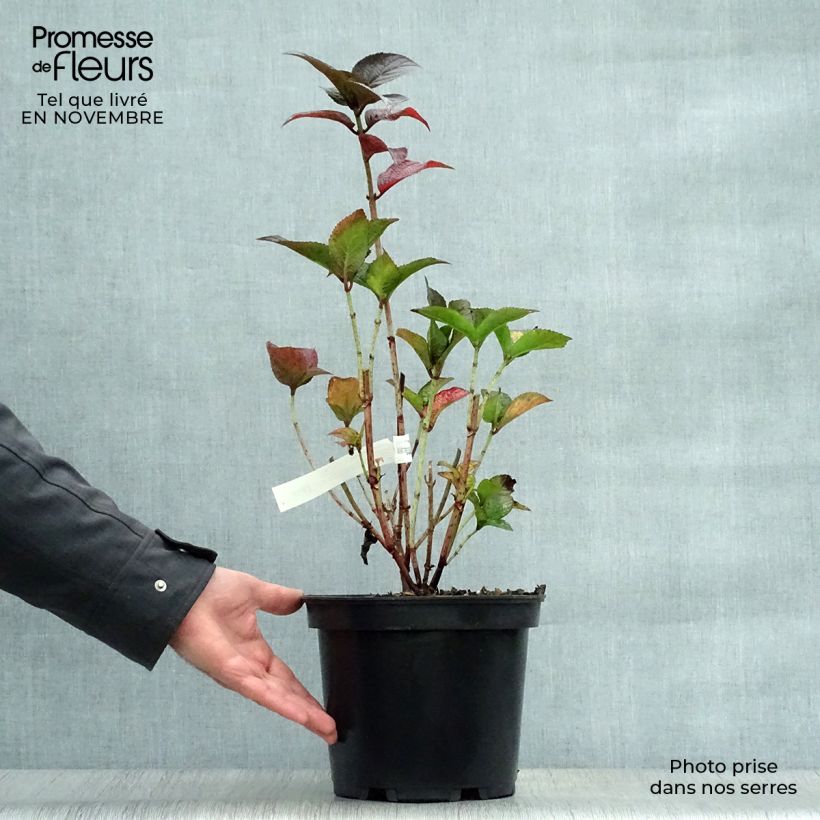 Ejemplar de Hortensia Daredevil - Hydrangea Maceta 4L/5L entregado en otoño