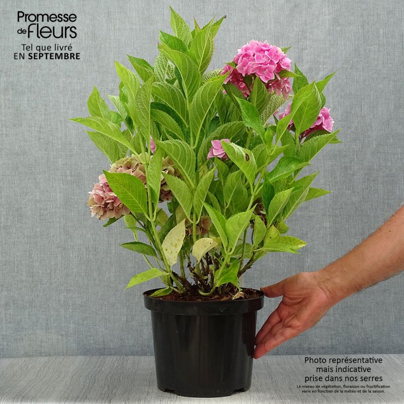 Ejemplar de Hortensia macrophylla Ankong - Hydrangea Maceta 4L/5L entregado en otoño