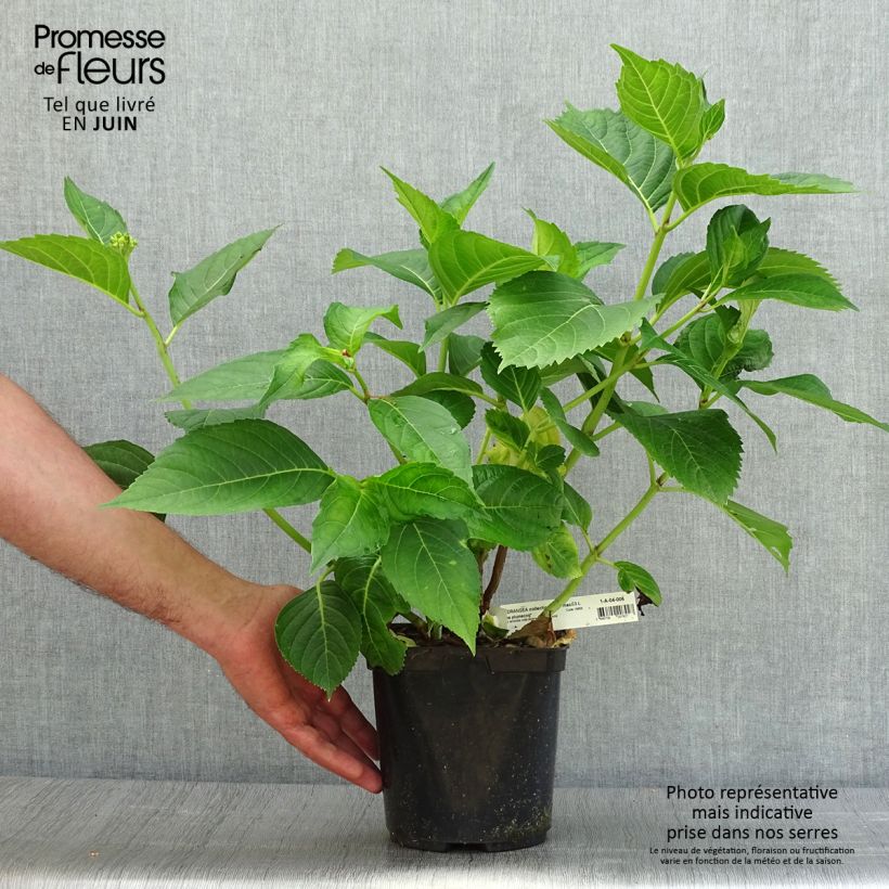 Ejemplar de Hortensia macrophylla Madame Plumecoq - Hydrangea Maceta 2L/3L entregado en verano