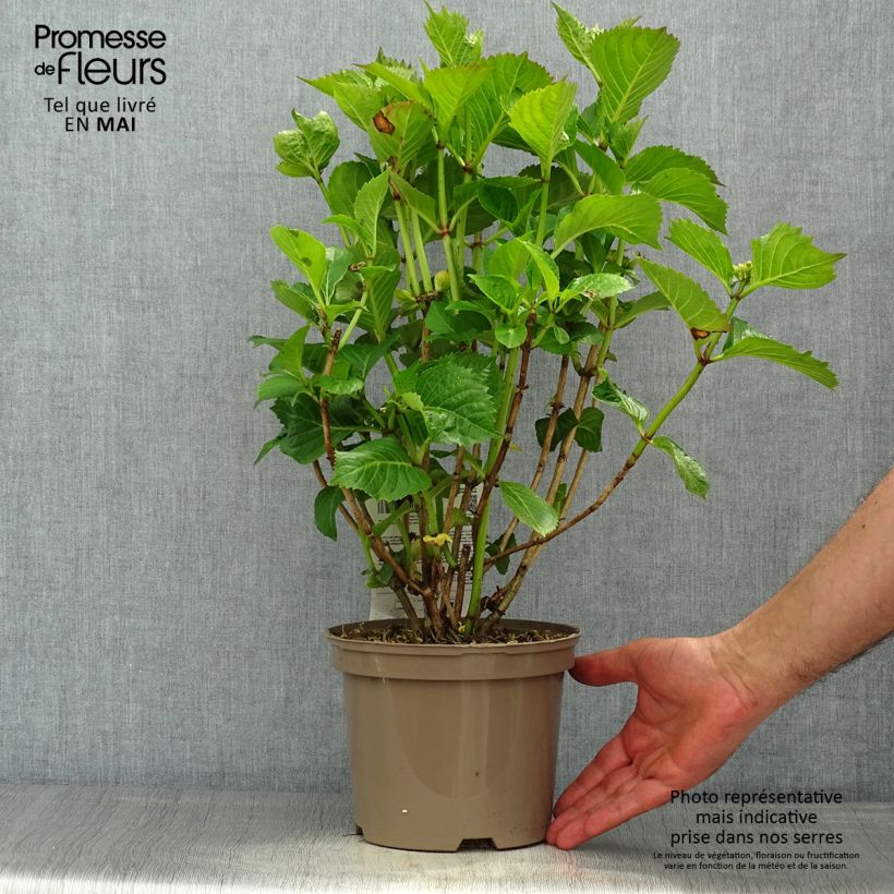 Hortensia macrophylla Masja - Hydrangea Maceta 1,5L/2LAltura de entrega aprox. 10/20cm Ejemplar entregado en la primavera