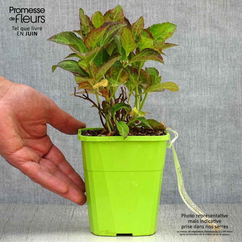Ejemplar de Hortensia macrophylla Miss Saori - Hydrangea Maceta 1L/1,5LAltura de entrega aprox. 20/30cm entregado en verano