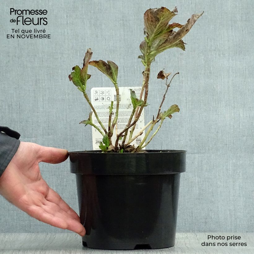 Ejemplar de Hortensia macrophylla Miss Saori - Hydrangea Maceta 2L/3L entregado en otoño