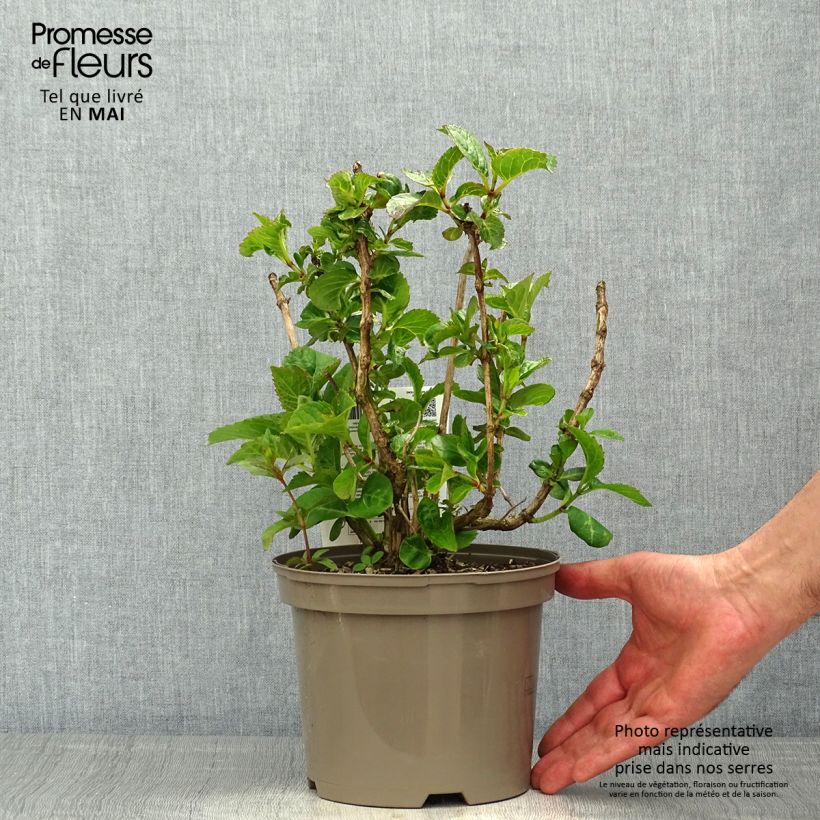 Hortensia macrophylla Rotkehlchen - Hydrangea Maceta 2L/3L Ejemplar entregado en la primavera
