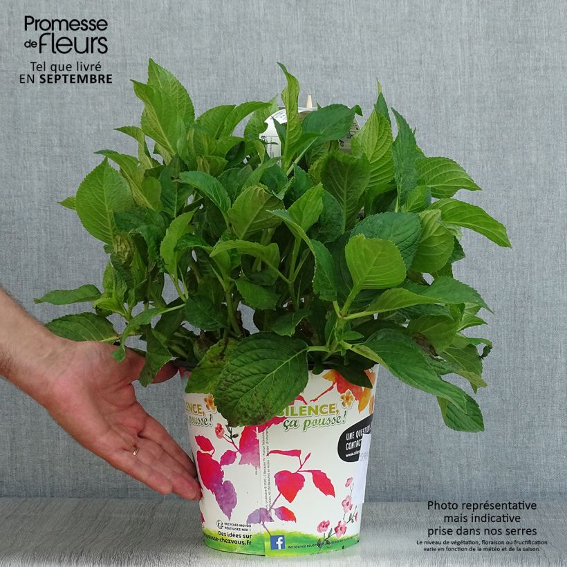 Ejemplar de Hortensia macrophylla Stellar Blue - Hydrangea Maceta 4L/5L entregado en verano